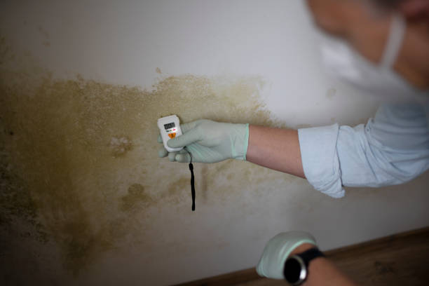 Best Commercial Mold Removal  in Boothwyn, PA