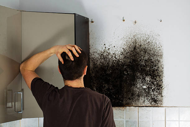 Best Fast Mold Removal  in Boothwyn, PA
