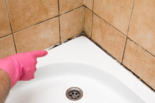 Best Local Mold Removal Service  in Boothwyn, PA