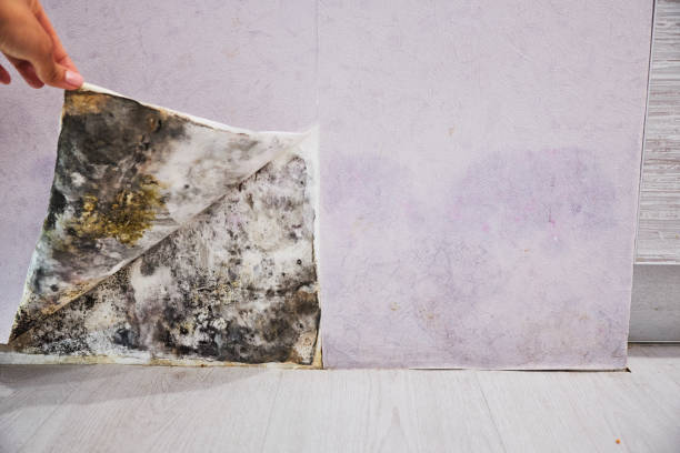 Best Certified Mold Removal  in Boothwyn, PA